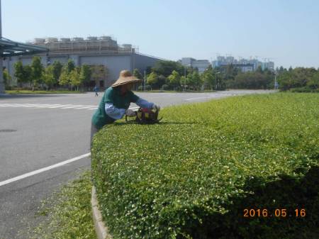 苏州办公楼学校小区工厂绿化施工 绿化修剪养护 第4张